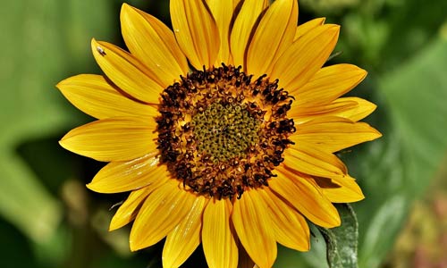 fleur de tournesol
